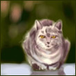 Sally-cat